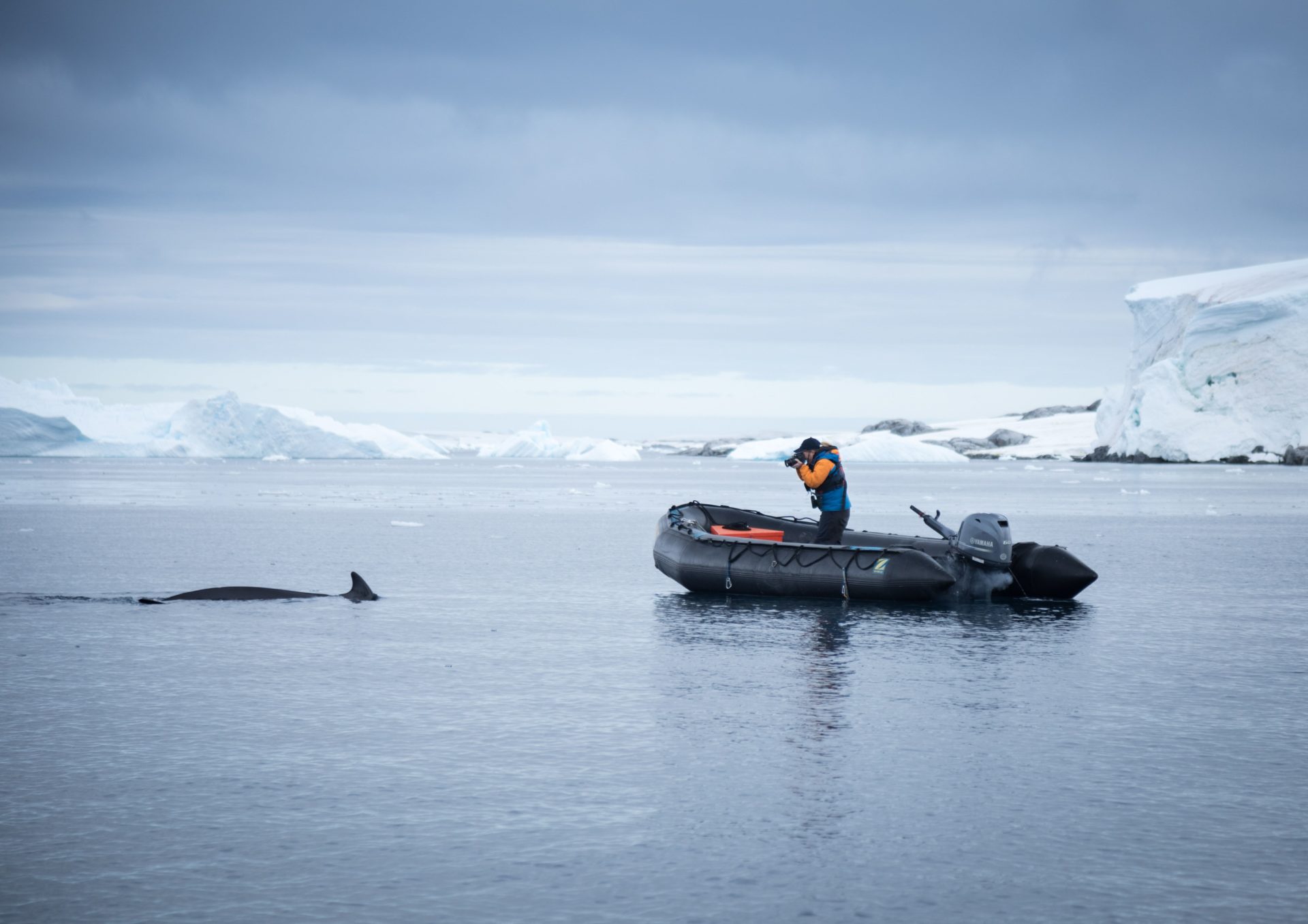 quark expeditions, mink whale, arctic photography