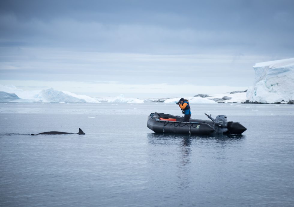 quark expeditions, mink whale, arctic photography