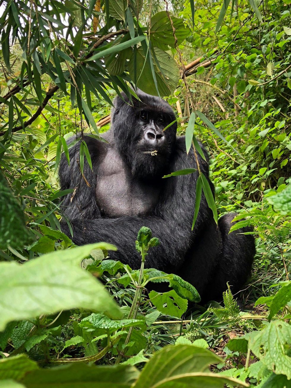 gorilla trekking, mountain gorilla travel, rwanda luxury travel