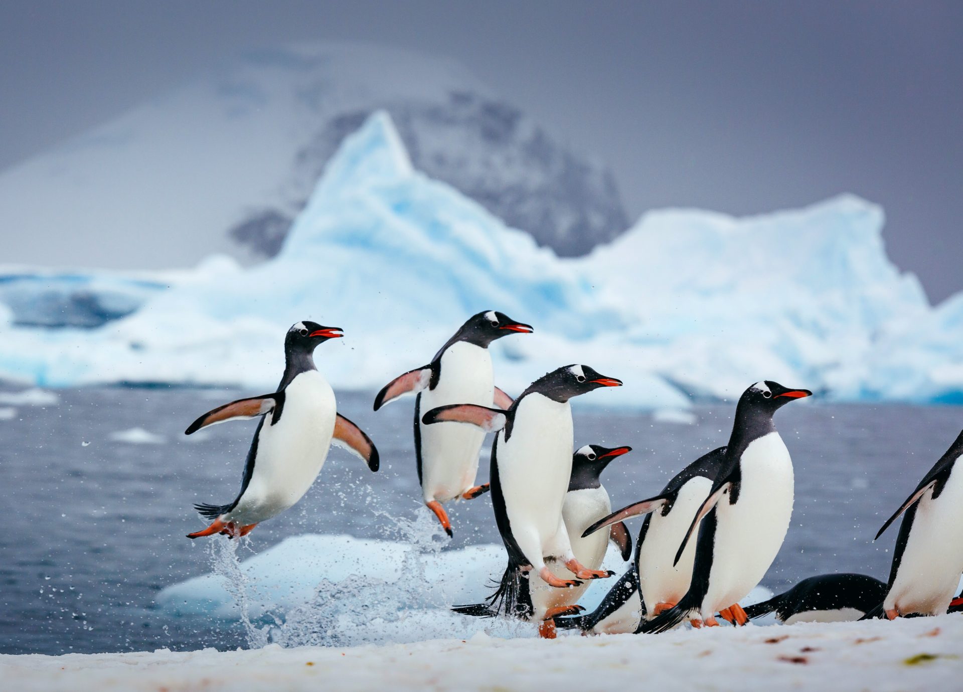 quark expeditions, arctic penguins, gentoo penguins