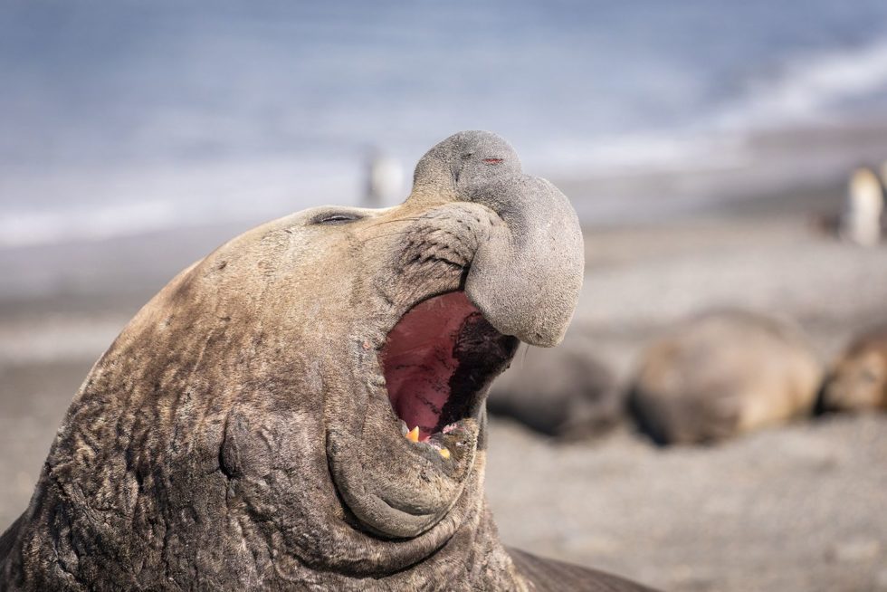 elephant seal travel, quark expeditions, Antarctic Elephant Seal