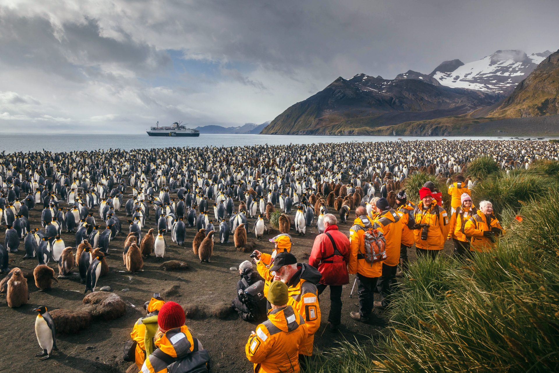 arctic penguin colony, king penguin travel, quark expeditions