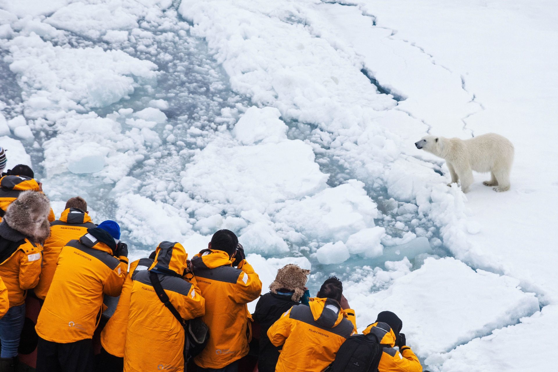 polar bear travel, polar bear photography, quark expeditions
