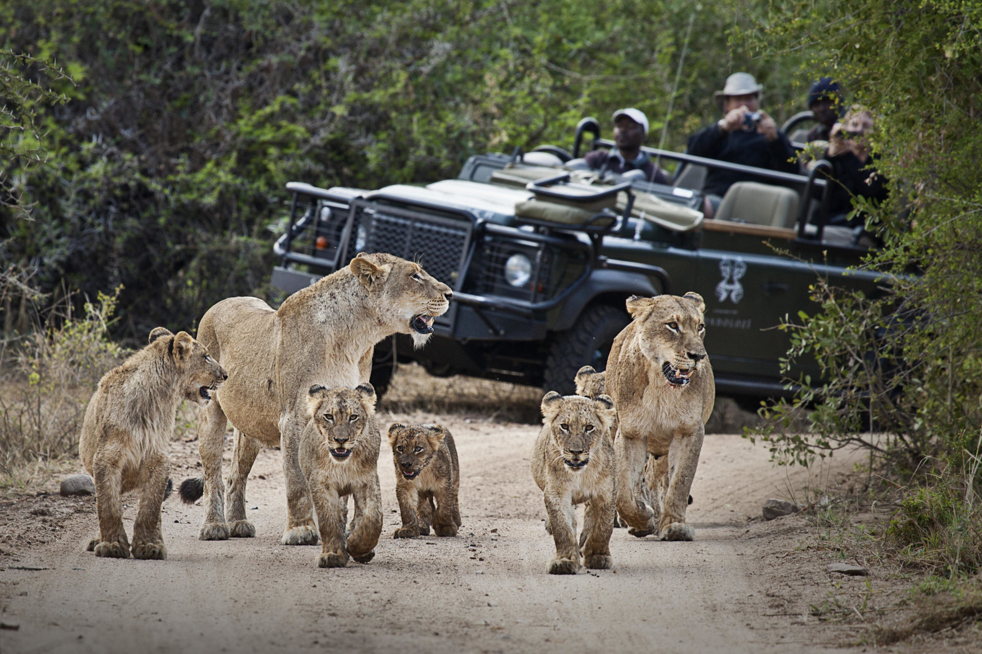 londolozi private game reserve, south africa luxury safari, varty