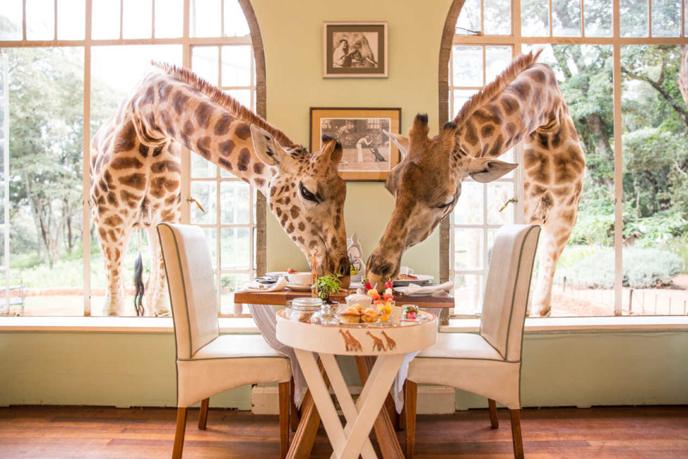 giraffe manor, kenya luxury travel, giraffe feeding property