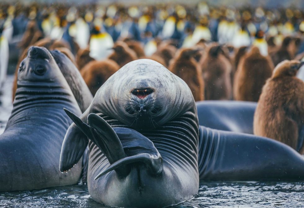 south georgia luxury travel, Antarctic Peninsula, quark expeditions