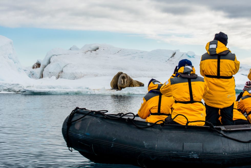 walrus, high arctic travel, zodiac arctic