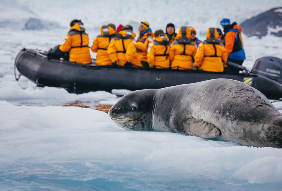 leopard seal travel, quark expeditions, zodiac antarctica