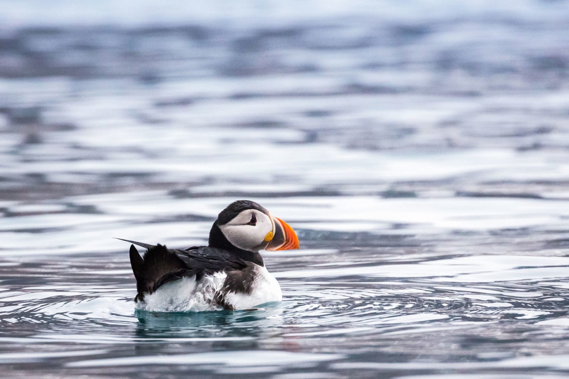 puffin, svalbard, glacier