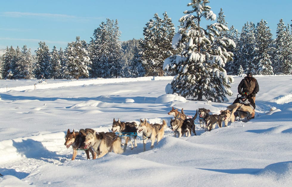 Paws Up, montana travel, dogsledding