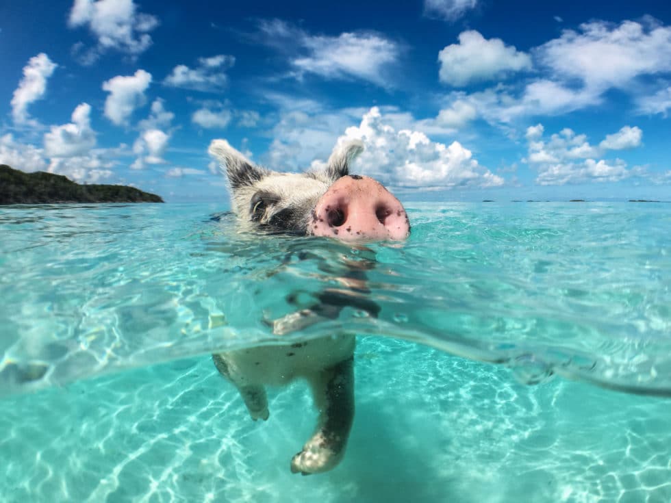 big majors cay, swimming pigs, exuma islands, bahamas