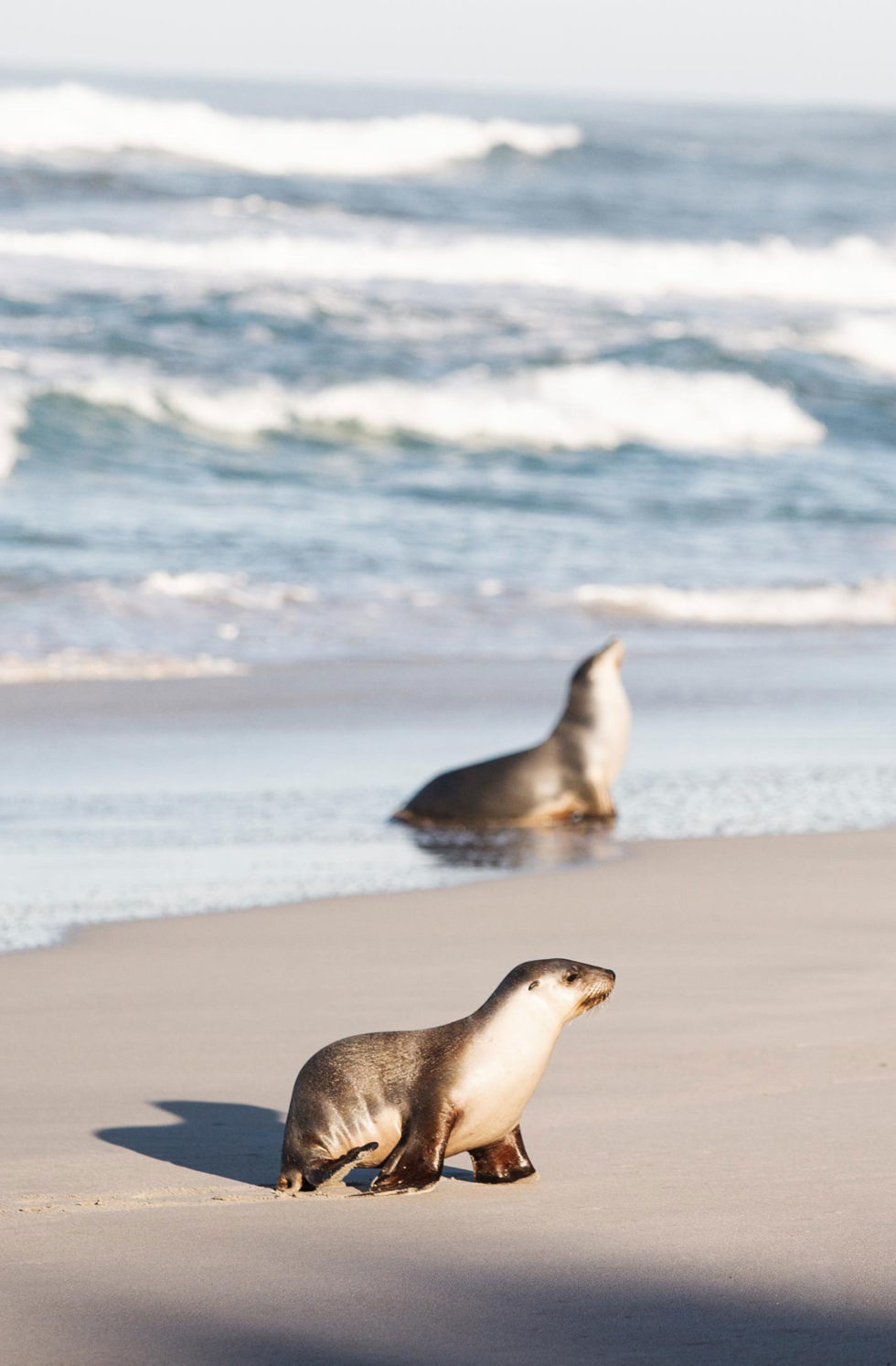 Southern Ocean Lodge, Kangaroo Island, SOL 2.0