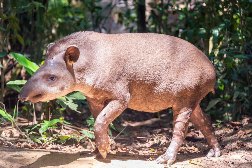 amazon luxury travel, tapir, amazon rainforest travel