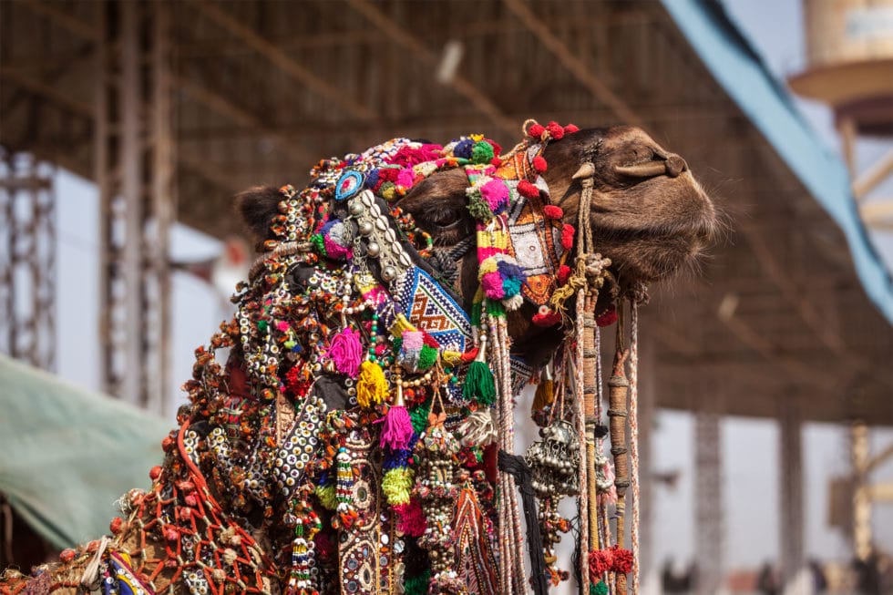 pushkar, pushkar camel fair, india luxury travel