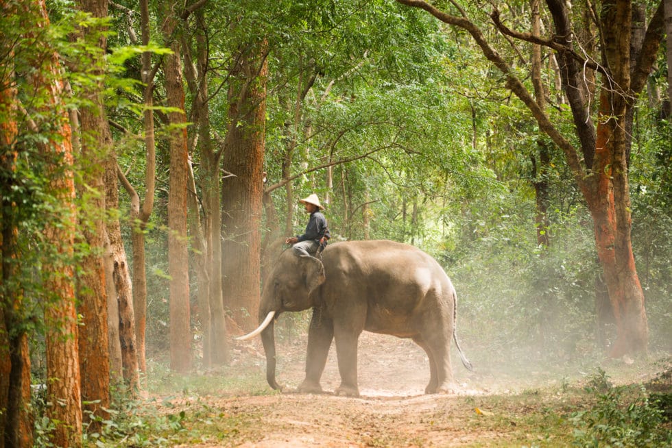 elephant thailand, thailand luxury travel, surin