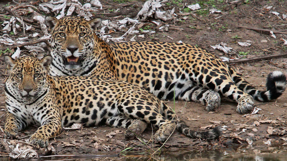 jaguar safari, pantanal, amazon jaguars