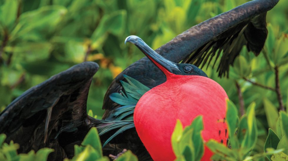 galapagos luxury travel, national geographic endeavor, frigatebird galapagos