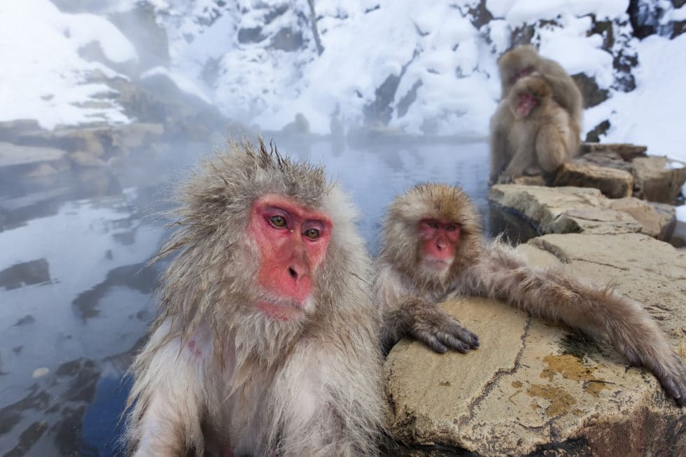 snow monkeys, japanese macaque, Joshin-etsu National Park