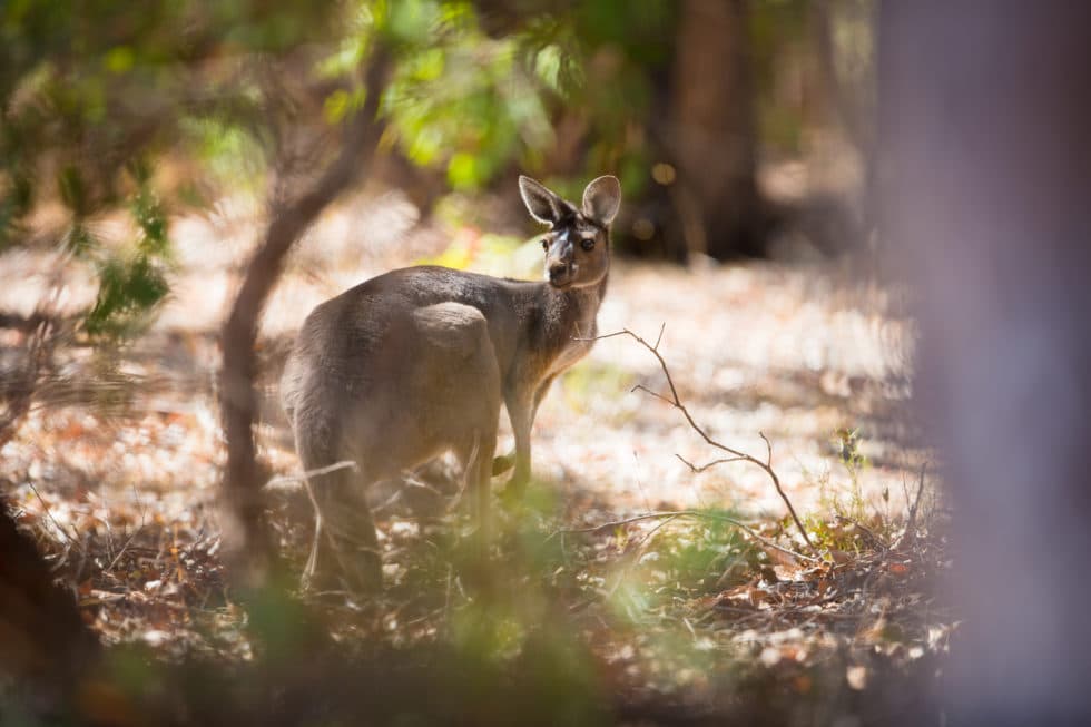 australia wildlife, kangaroo, western australia