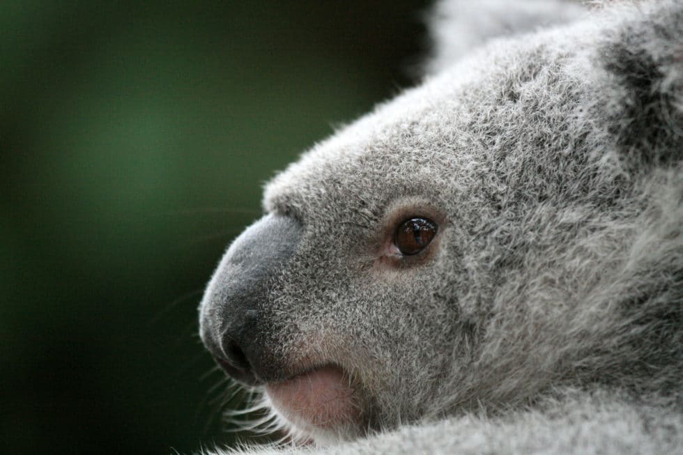 Koala, australia, australia wildlife tour