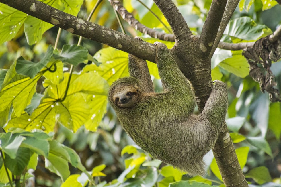 costa rica luxury travel, sloth, tropical rainforest