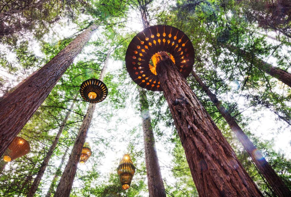 New Zealand travel, Redwoods, Rotorua