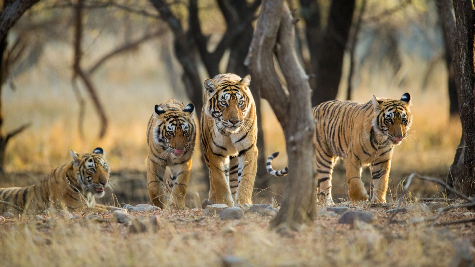 tiger safari, india luxury travel, Bandhavgarh National Park