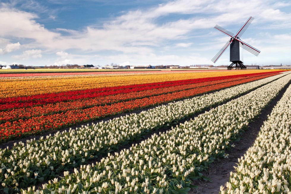 tulip festival, tulip fields, netherlands travel