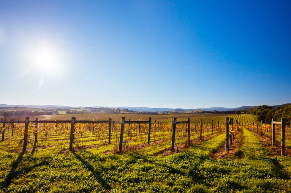 Australia, Australia Wine Tour, Australia Vineyard